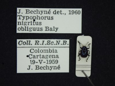BE-RBINS-ENT Typophorus nigritus obliguus K30_D06_032 Label.JPG