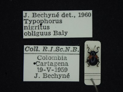 BE-RBINS-ENT Typophorus nigritus obliguus K30_D06_034 Label.JPG