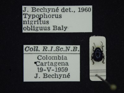 BE-RBINS-ENT Typophorus nigritus obliguus K30_D06_035 Label.JPG