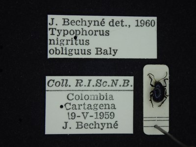 BE-RBINS-ENT Typophorus nigritus obliguus K30_D06_040 Label.JPG