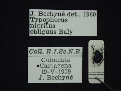 BE-RBINS-ENT Typophorus nigritus obliguus K30_D06_040 Label.JPG
