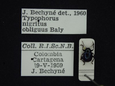 BE-RBINS-ENT Typophorus nigritus obliguus K30_D06_042 Label.JPG