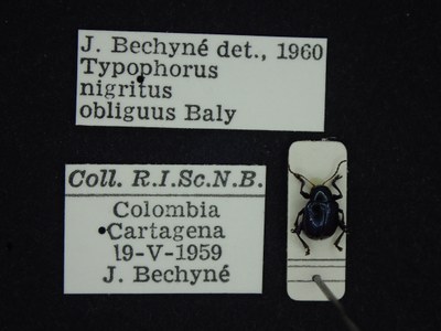 BE-RBINS-ENT Typophorus nigritus obliguus K30_D06_043 Label.JPG