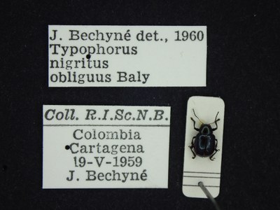 BE-RBINS-ENT Typophorus nigritus obliguus K30_D06_045 Label.JPG