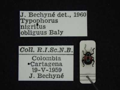 BE-RBINS-ENT Typophorus nigritus obliguus K30_D06_046 Label.JPG