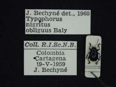 BE-RBINS-ENT Typophorus nigritus obliguus K30_D06_048 Label.JPG