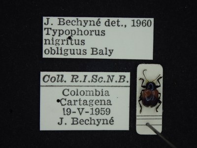 BE-RBINS-ENT Typophorus nigritus obliguus K30_D06_050 Label.JPG