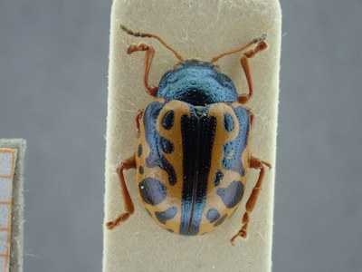 BE-RBINS-ENT Calligrapha bajula K33_Calligrapha_082 Dorsal.jpg BE-RBINS-ENT Calligrapha bajula K33_Calligrapha_082 Dorsal.jpg