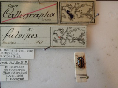 BE-RBINS-ENT Calligrapha bajula K33_Calligrapha_082 Label.JPG BE-RBINS-ENT Calligrapha bajula K33_Calligrapha_082 Label.JPG