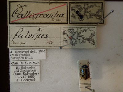 BE-RBINS-ENT Calligrapha fulvipes K33_Calligrapha_089 Label.JPG