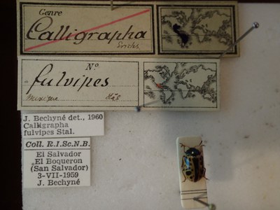 BE-RBINS-ENT Calligrapha fulvipes K33_Calligrapha_089 Label.JPG BE-RBINS-ENT Calligrapha fulvipes K33_Calligrapha_089 Label.JPG