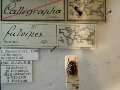 BE-RBINS-ENT Calligrapha fulvipes K33_Calligrapha_090 Label.JPG