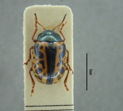 BE-RBINS-ENT Calligrapha fulvipes K33_Calligrapha_090 Dorsal.jpg BE-RBINS-ENT Calligrapha fulvipes K33_Calligrapha_090 Dorsal.jpg