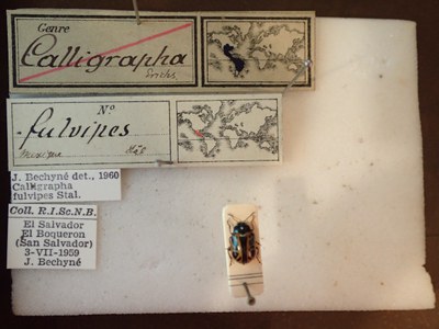 BE-RBINS-ENT Calligrapha fulvipes K33_Calligrapha_094 Label.JPG BE-RBINS-ENT Calligrapha fulvipes K33_Calligrapha_094 Label.JPG