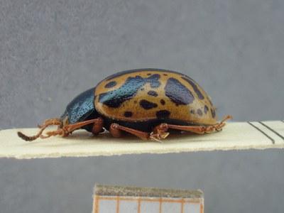 BE-RBINS-ENT Calligrapha fulvipes K33_Calligrapha_094 Lateral.jpg BE-RBINS-ENT Calligrapha fulvipes K33_Calligrapha_094 Lateral.jpg