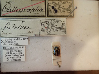 BE-RBINS-ENT Calligrapha fulvipes K33_Calligrapha_097 Label.JPG BE-RBINS-ENT Calligrapha fulvipes K33_Calligrapha_097 Label.JPG