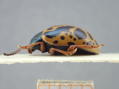 BE-RBINS-ENT Calligrapha fulvipes K33_Calligrapha_098 Lateral.jpg