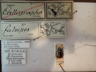 BE-RBINS-ENT Calligrapha fulvipes K33_Calligrapha_100 Label.JPG