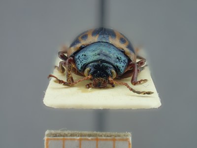 BE-RBINS-ENT Calligrapha fulvipes K33_Calligrapha_101 Frontal.jpg BE-RBINS-ENT Calligrapha fulvipes K33_Calligrapha_101 Frontal.jpg