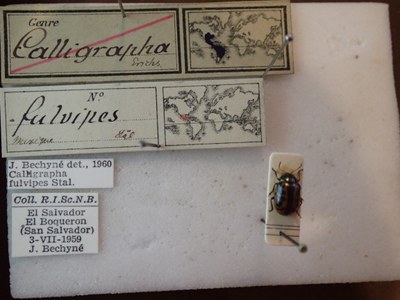 BE-RBINS-ENT Calligrapha fulvipes K33_Calligrapha_102 Label.JPG