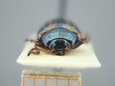 BE-RBINS-ENT Calligrapha fulvipes K33_Calligrapha_104 Frontal.jpg BE-RBINS-ENT Calligrapha fulvipes K33_Calligrapha_104 Frontal.jpg