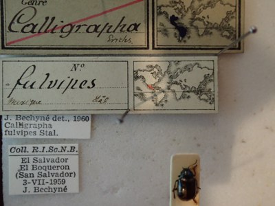 BE-RBINS-ENT Calligrapha fulvipes K33_Calligrapha_104 Label.JPG