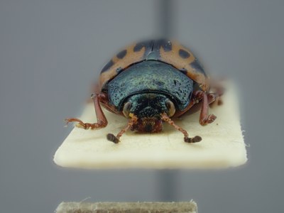 BE-RBINS-ENT Calligrapha fulvipes K33_Calligrapha_105 Frontal.jpg BE-RBINS-ENT Calligrapha fulvipes K33_Calligrapha_105 Frontal.jpg