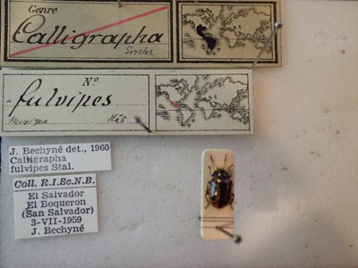 BE-RBINS-ENT Calligrapha fulvipes K33_Calligrapha_105 Label.JPG