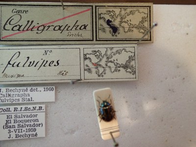 BE-RBINS-ENT Calligrapha fulvipes K33_Calligrapha_108 Label.JPG BE-RBINS-ENT Calligrapha fulvipes K33_Calligrapha_108 Label.JPG