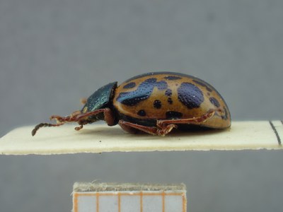 BE-RBINS-ENT Calligrapha fulvipes K33_Calligrapha_108 Lateral.jpg BE-RBINS-ENT Calligrapha fulvipes K33_Calligrapha_108 Lateral.jpg