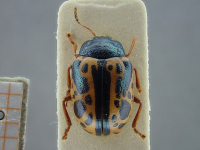 BE-RBINS-ENT Calligrapha fulvipes K33_Calligrapha_109 Label.JPG BE-RBINS-ENT Calligrapha fulvipes K33_Calligrapha_109 Label.JPG