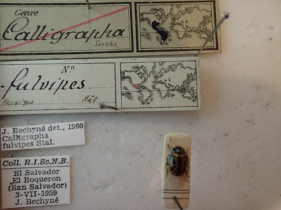 BE-RBINS-ENT Calligrapha fulvipes K33_Calligrapha_109 Label.JPG BE-RBINS-ENT Calligrapha fulvipes K33_Calligrapha_109 Label.JPG