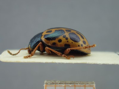 BE-RBINS-ENT Calligrapha fulvipes K33_Calligrapha_109 Label.JPG BE-RBINS-ENT Calligrapha fulvipes K33_Calligrapha_109 Label.JPG