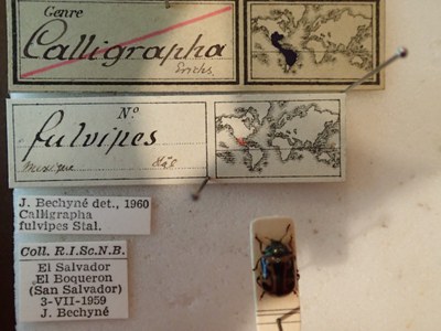 BE-RBINS-ENT Calligrapha fulvipes K33_Calligrapha_110 Label.JPG BE-RBINS-ENT Calligrapha fulvipes K33_Calligrapha_110 Label.JPG