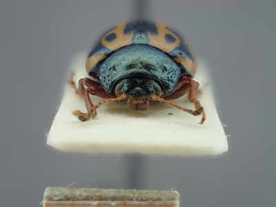 BE-RBINS-ENT Calligrapha fulvipes K33_Calligrapha_111 Frontal.jpg BE-RBINS-ENT Calligrapha fulvipes K33_Calligrapha_111 Frontal.jpg