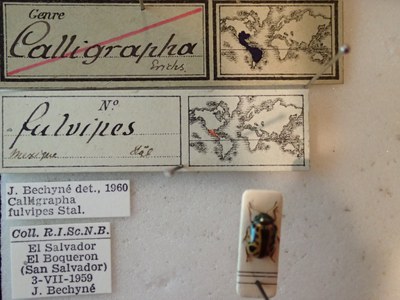 BE-RBINS-ENT Calligrapha fulvipes K33_Calligrapha_111 Label.JPG BE-RBINS-ENT Calligrapha fulvipes K33_Calligrapha_111 Label.JPG