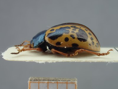 BE-RBINS-ENT Calligrapha fulvipes K33_Calligrapha_112 Lateral.jpg BE-RBINS-ENT Calligrapha fulvipes K33_Calligrapha_112 Lateral.jpg
