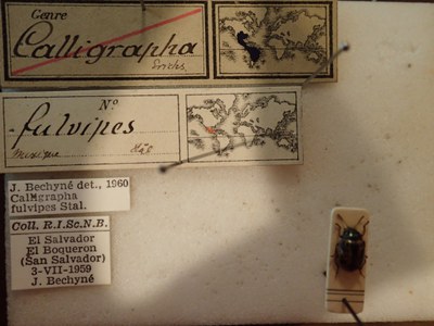 BE-RBINS-ENT Calligrapha fulvipes K33_Calligrapha_113 Label.JPG BE-RBINS-ENT Calligrapha fulvipes K33_Calligrapha_113 Label.JPG