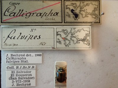 BE-RBINS-ENT Calligrapha fulvipes K33_Calligrapha_115 Label.JPG BE-RBINS-ENT Calligrapha fulvipes K33_Calligrapha_115 Label.JPG