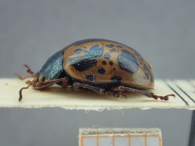 BE-RBINS-ENT Calligrapha fulvipes K33_Calligrapha_115 Lateral.jpg BE-RBINS-ENT Calligrapha fulvipes K33_Calligrapha_115 Lateral.jpg