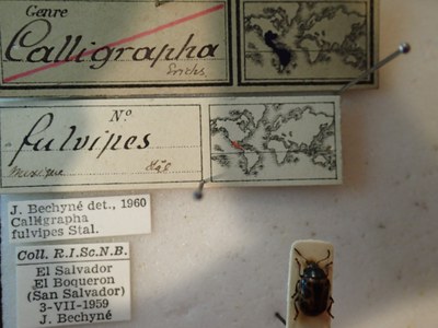BE-RBINS-ENT Calligrapha fulvipes K33_Calligrapha_116 Label.JPG BE-RBINS-ENT Calligrapha fulvipes K33_Calligrapha_116 Label.JPG