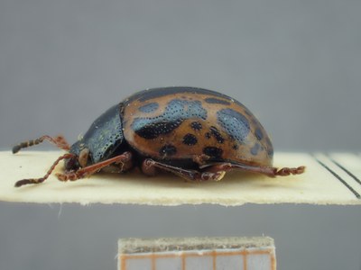 BE-RBINS-ENT Calligrapha fulvipes K33_Calligrapha_116 Lateral.jpg BE-RBINS-ENT Calligrapha fulvipes K33_Calligrapha_116 Lateral.jpg