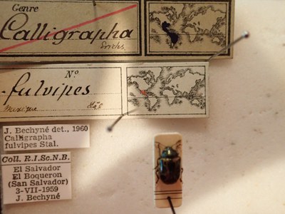 BE-RBINS-ENT Calligrapha fulvipes K33_Calligrapha_117 Label.JPG BE-RBINS-ENT Calligrapha fulvipes K33_Calligrapha_117 Label.JPG