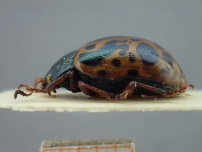 BE-RBINS-ENT Calligrapha fulvipes K33_Calligrapha_117 Lateral.jpg BE-RBINS-ENT Calligrapha fulvipes K33_Calligrapha_117 Lateral.jpg