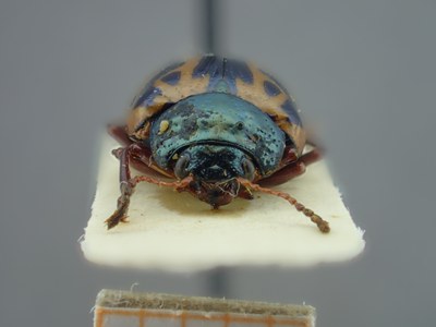 BE-RBINS-ENT Calligrapha fulvipes K33_Calligrapha_118 Frontal.jpg BE-RBINS-ENT Calligrapha fulvipes K33_Calligrapha_118 Frontal.jpg