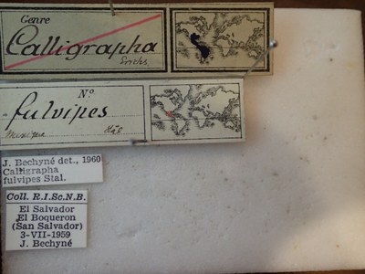 BE-RBINS-ENT Calligrapha fulvipes K33_Calligrapha_118 Label.JPG BE-RBINS-ENT Calligrapha fulvipes K33_Calligrapha_118 Label.JPG