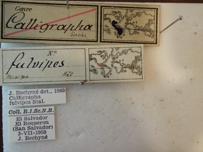 BE-RBINS-ENT Calligrapha fulvipes K33_Calligrapha_120 Label.JPG BE-RBINS-ENT Calligrapha fulvipes K33_Calligrapha_120 Label.JPG