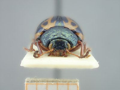BE-RBINS-ENT Calligrapha fulvipes K33_Calligrapha_121 Frontal.jpg BE-RBINS-ENT Calligrapha fulvipes K33_Calligrapha_121 Frontal.jpg