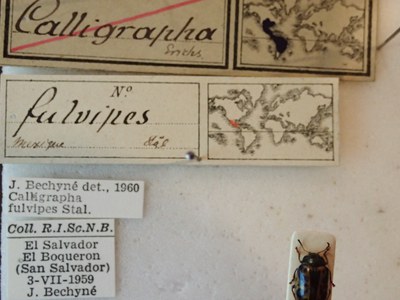 BE-RBINS-ENT Calligrapha fulvipes K33_Calligrapha_121 Label.JPG BE-RBINS-ENT Calligrapha fulvipes K33_Calligrapha_121 Label.JPG