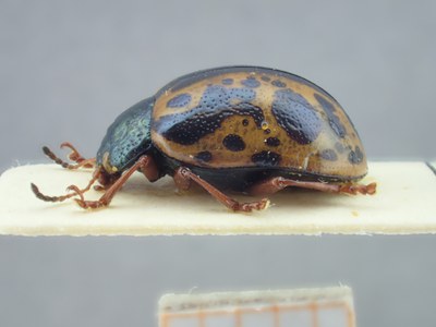 BE-RBINS-ENT Calligrapha fulvipes K33_Calligrapha_121 Lateral.jpg BE-RBINS-ENT Calligrapha fulvipes K33_Calligrapha_121 Lateral.jpg
